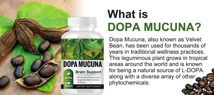 Dopa Mucuna Brain Support4 Dopa Mucuna Brain Support4